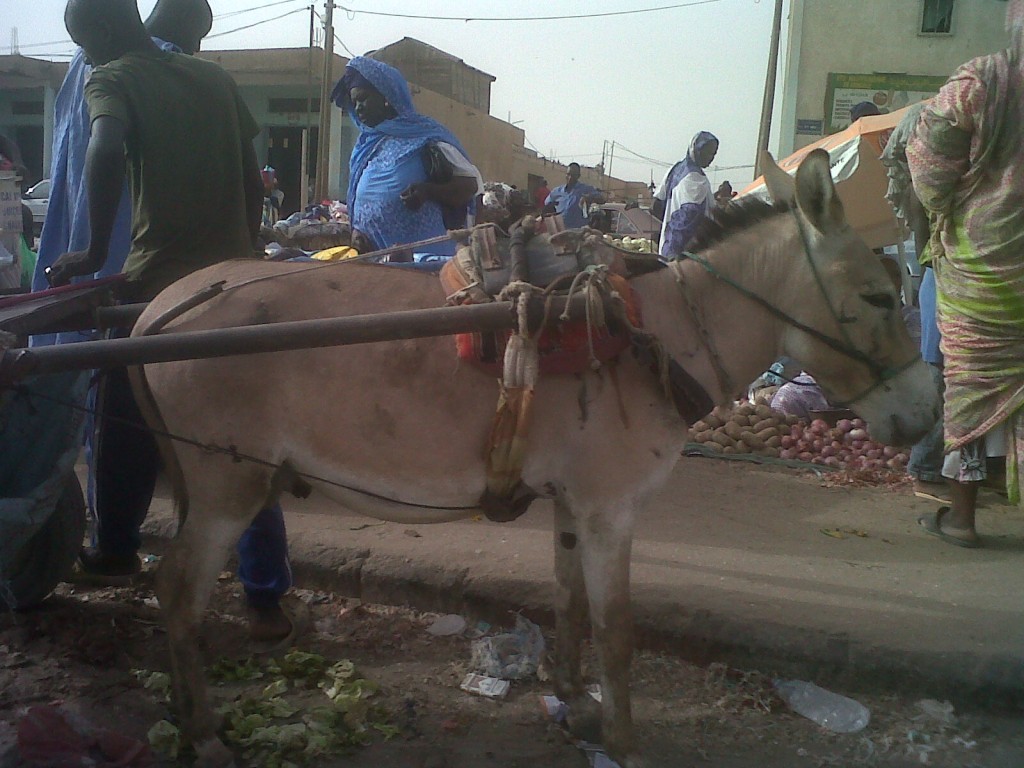 img00210-20100518-1726